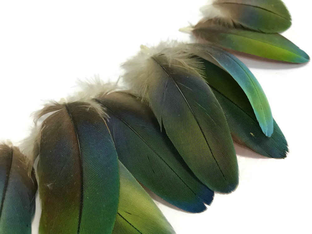 4 Pieces - Ombre Green & Blue Greenwing Macaw Plumage Feathers - Rare-