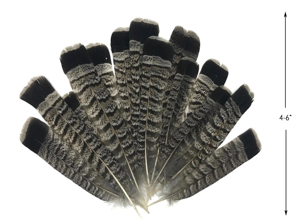 5 Pieces - Gray and Black Ruffed Grouse Tail Feathers