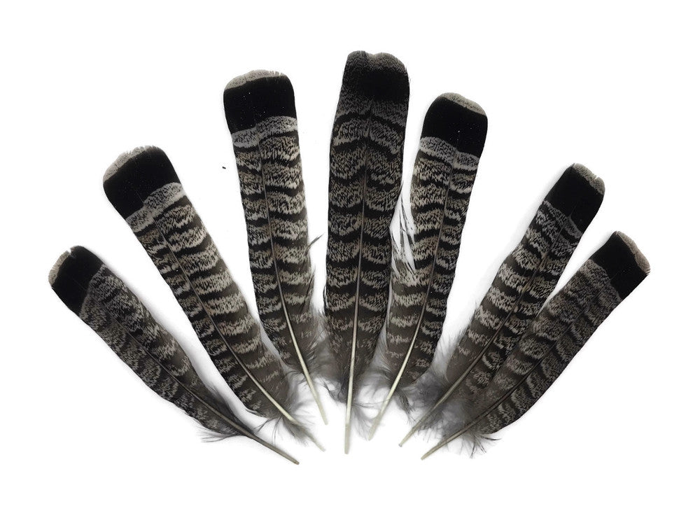 5 Pieces - Gray and Black Ruffed Grouse Tail Feathers