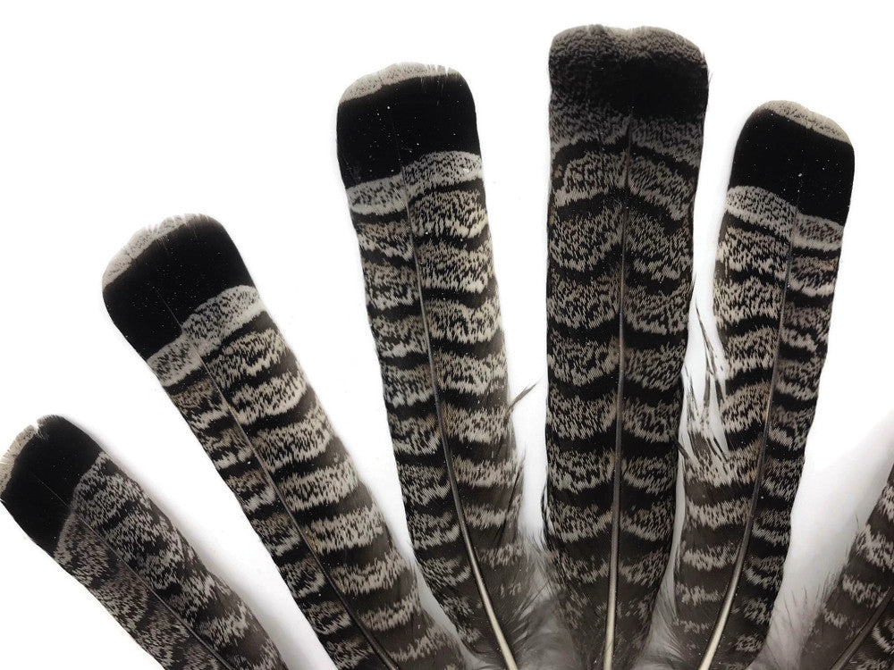 5 Pieces - Gray and Black Ruffed Grouse Tail Feathers