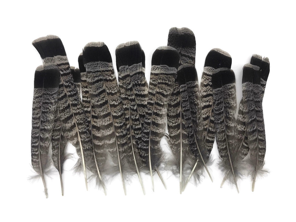 5 Pieces - Gray and Black Ruffed Grouse Tail Feathers