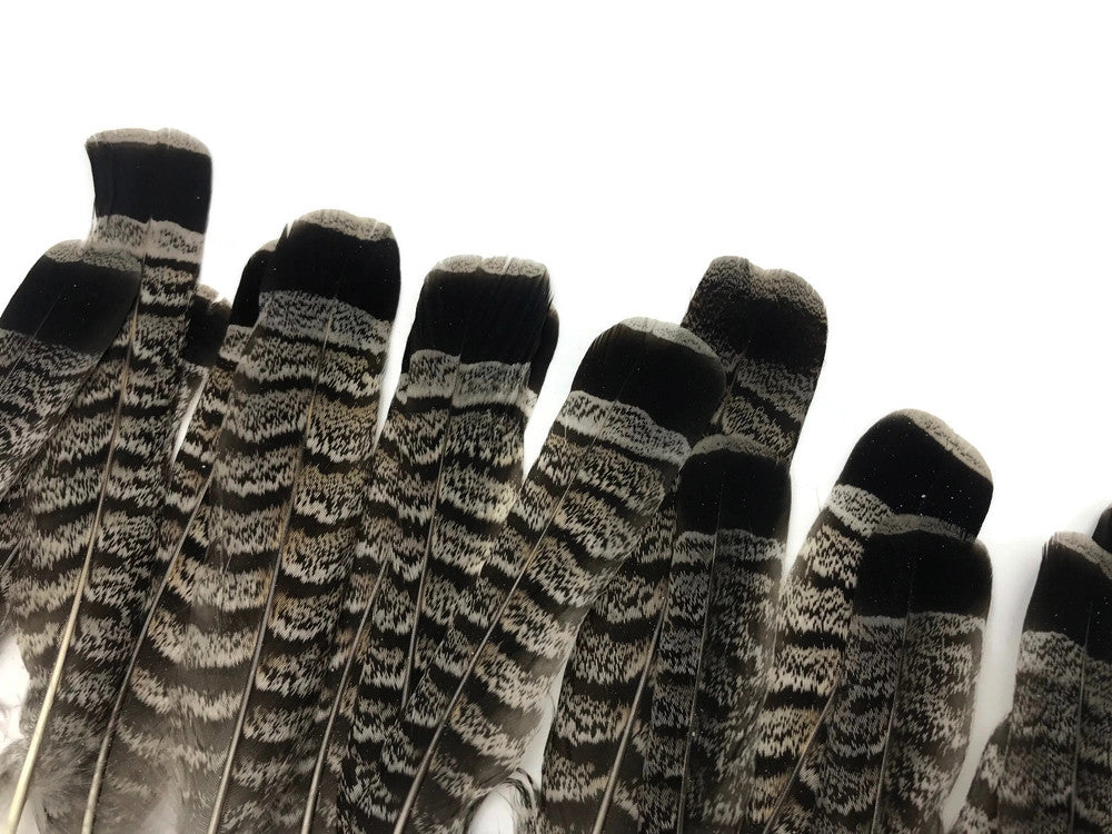 5 Pieces - Gray and Black Ruffed Grouse Tail Feathers