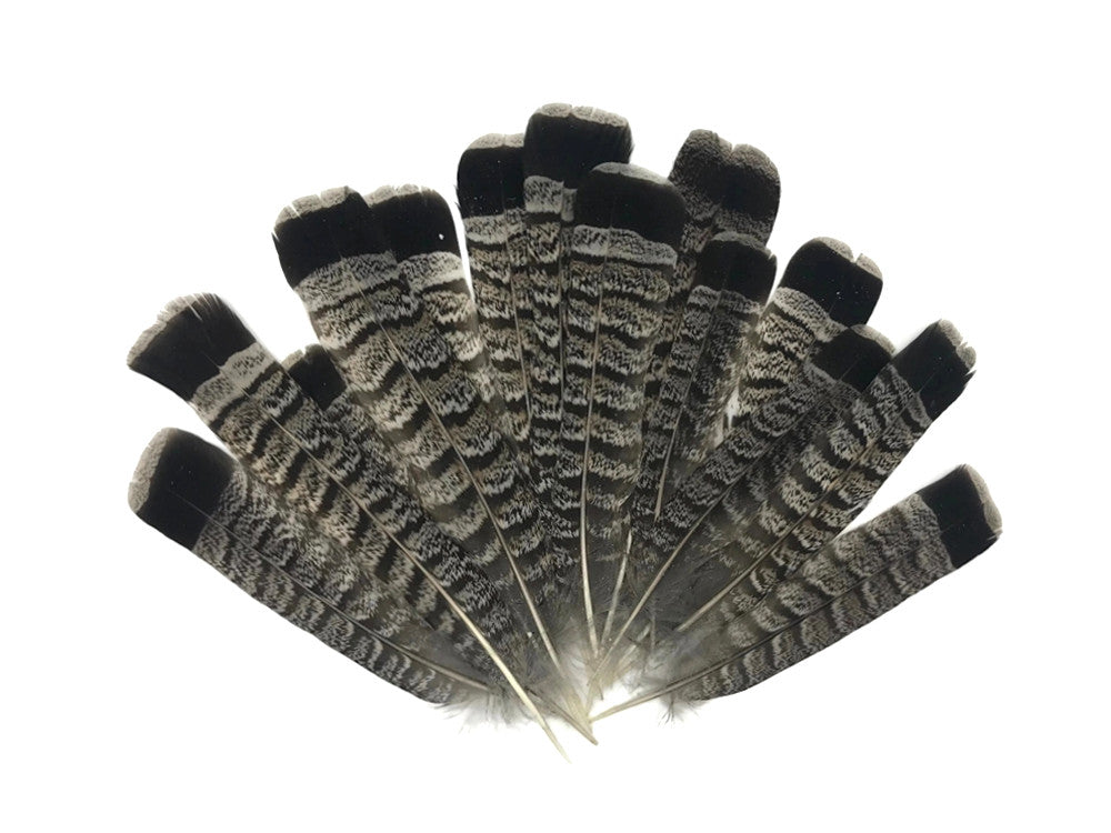 5 Pieces - Gray and Black Ruffed Grouse Tail Feathers