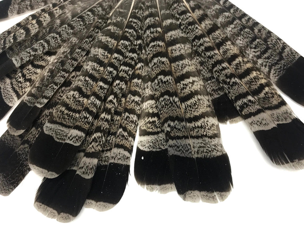 5 Pieces - Gray and Black Ruffed Grouse Tail Feathers