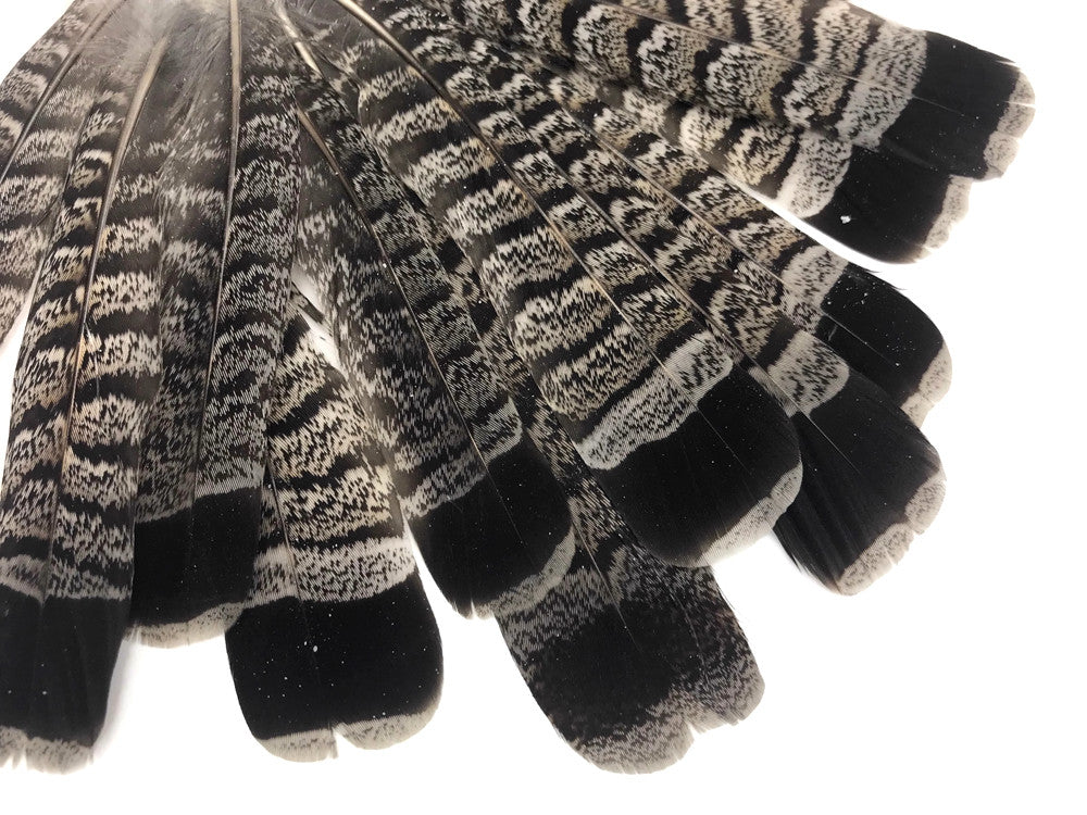 5 Pieces - Gray and Black Ruffed Grouse Tail Feathers