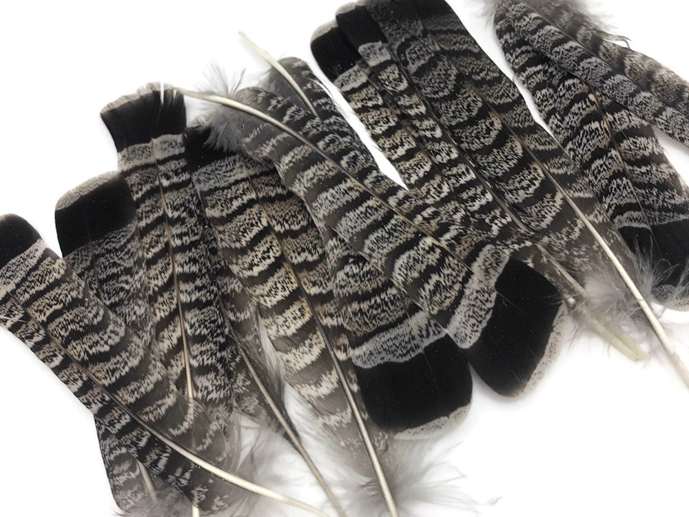 5 Pieces - Gray and Black Ruffed Grouse Tail Feathers