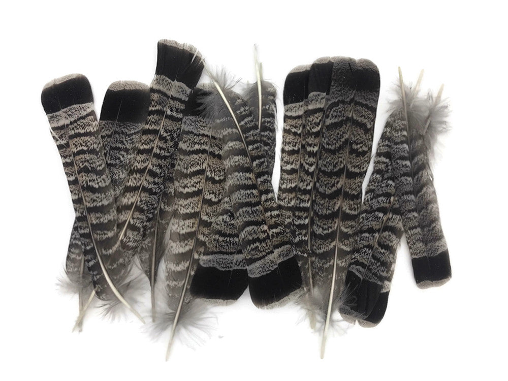 5 Pieces - Gray and Black Ruffed Grouse Tail Feathers