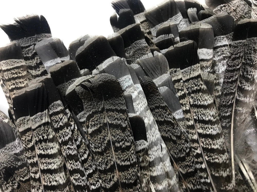 5 Pieces - Gray and Black Ruffed Grouse Tail Feathers