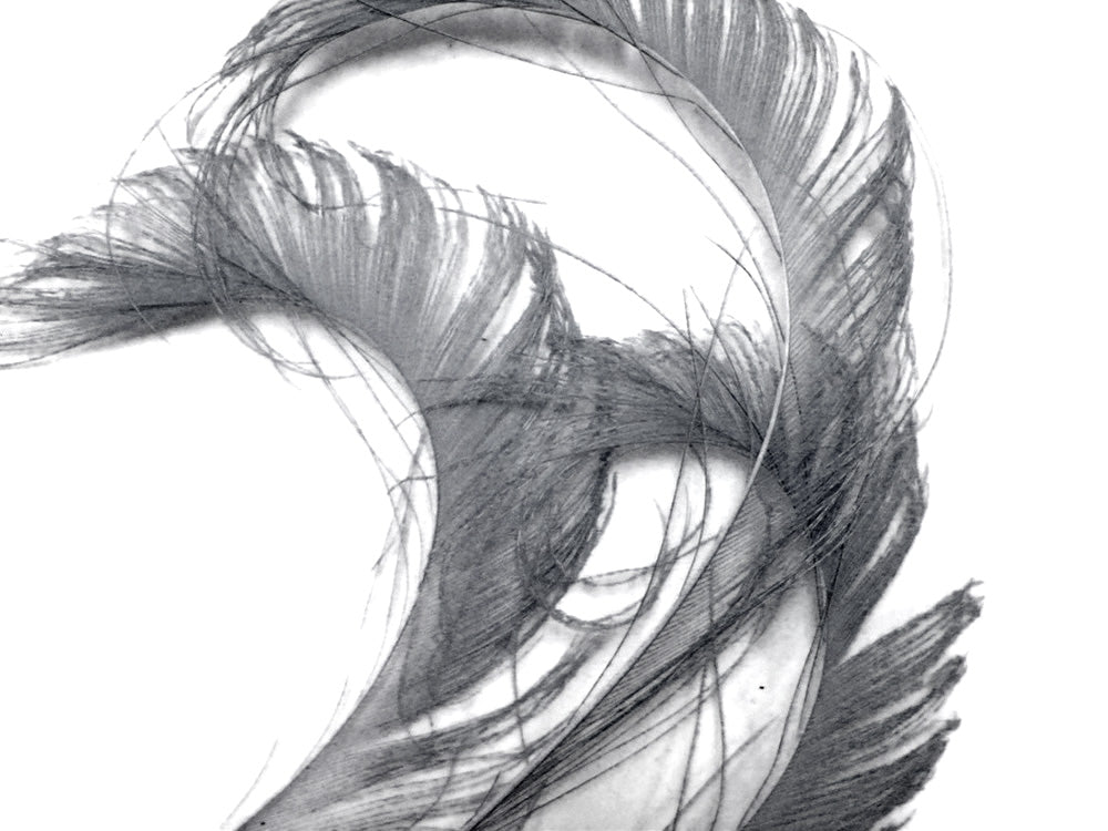 5 Pieces - 10-12" Silver Gray Bleached & Dyed Peacock Swords Cut Feathers