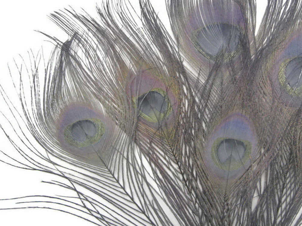 50 Pieces – Silver Gray Bleached & Dyed Peacock Tail Eye Wholesale Feathers (Bulk) 10-12” Long 