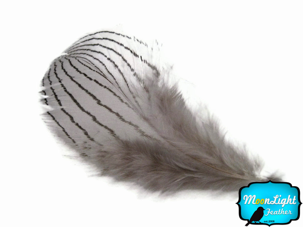 1 Dozen - Grey Silver Pheasant Feathers