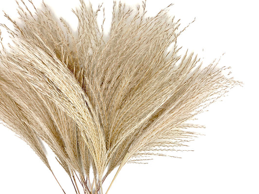 10 Pieces - 14-16" Natural Ivory Preserved Dried Horsetail Whisk Plume Reed Grass