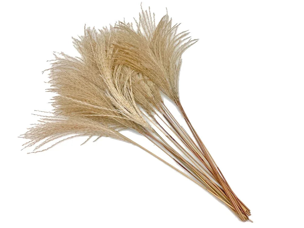 Ivory Reed Turf 14