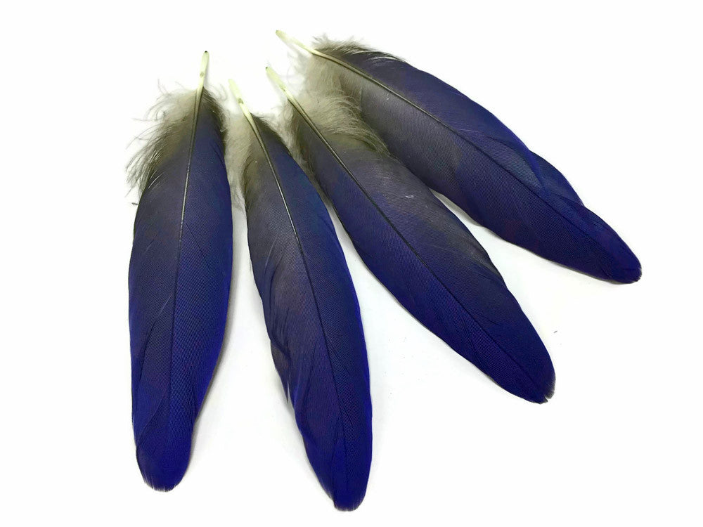 4 Pieces - Natural Royal Blue Hyacinth Macaw Rare Vent Feathers - rare -