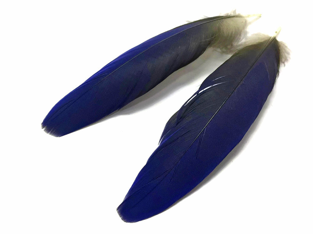 4 Pieces - Natural Royal Blue Hyacinth Macaw Rare Vent Feathers - rare -