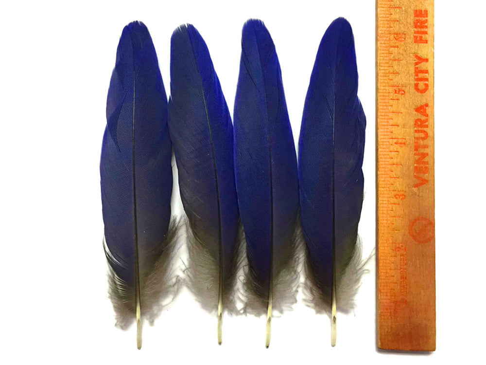 4 Pieces - Natural Royal Blue Hyacinth Macaw Rare Vent Feathers - rare -