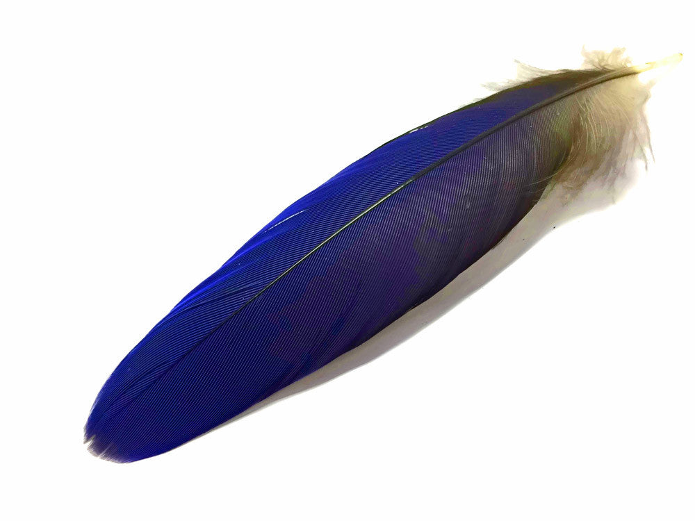 4 Pieces - Natural Royal Blue Hyacinth Macaw Rare Vent Feathers - rare -