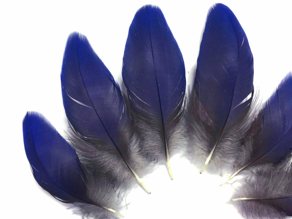 4 Pieces - Natural Royal Blue Hyacinth Macaw Rare Vent Small Feathers - rare -