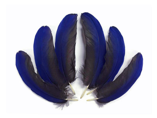 4 Pieces - Blue Hyacinth Macaw Small Wing Feathers - Rare -