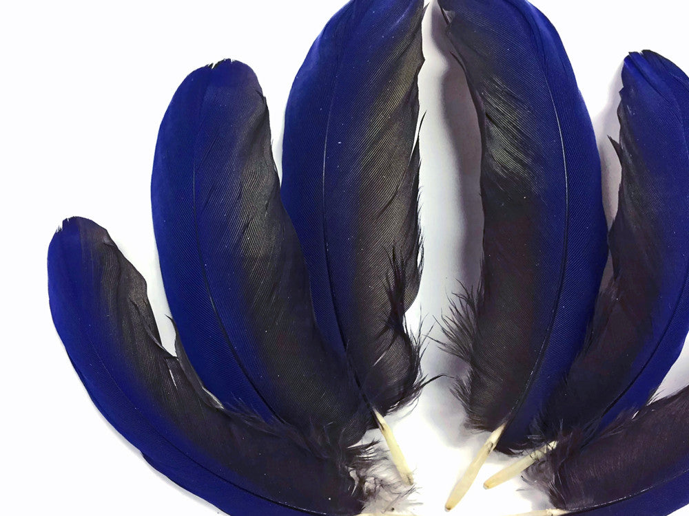 4 Pieces - Blue Hyacinth Macaw Small Wing Feathers - Rare -