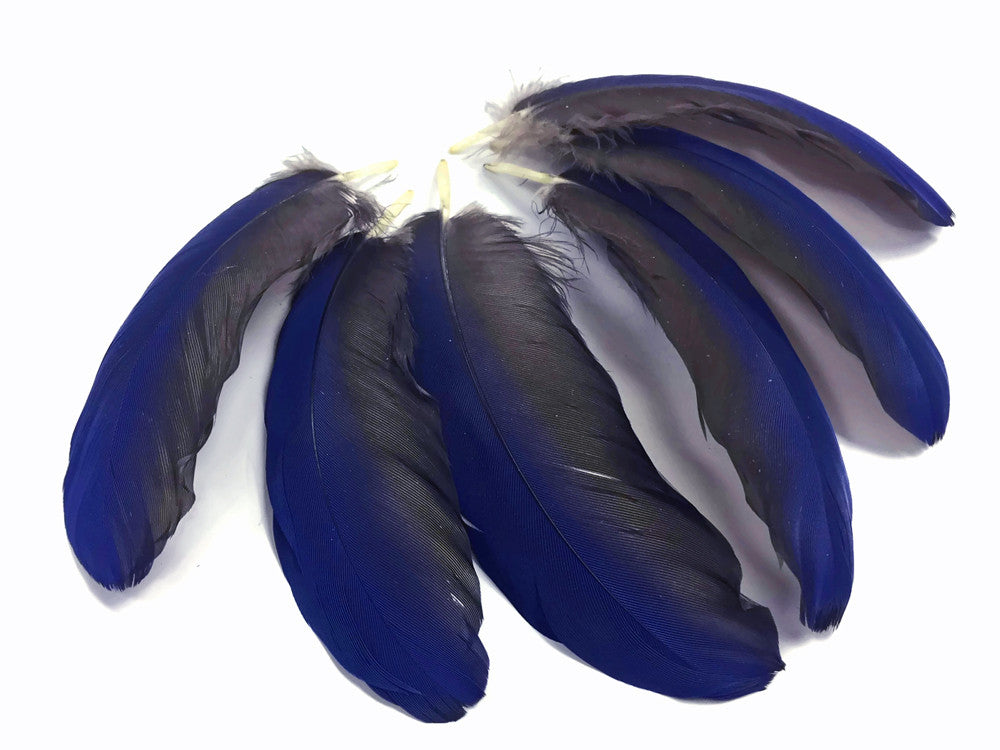 4 Pieces - Blue Hyacinth Macaw Small Wing Feathers - Rare -