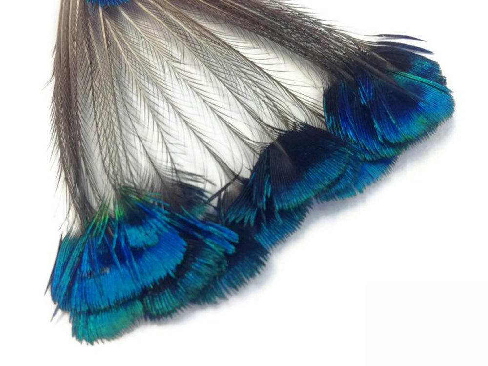 1 Bunch - Blue Iridescent Peacock Whole Crown / Corona Feather