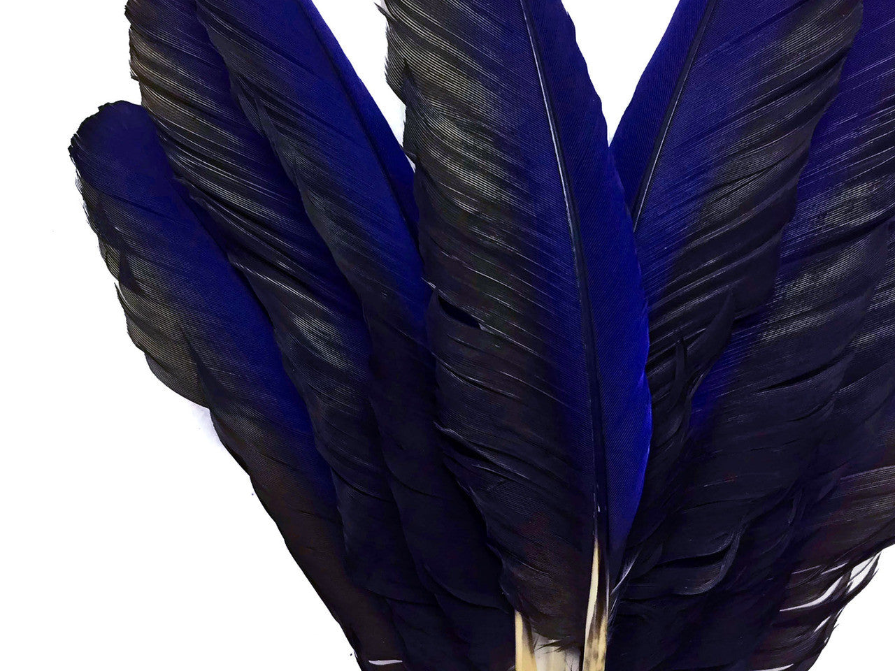 4 Pieces - Iridescent Blue Hyacinth Macaw Wing Feather -Rare-