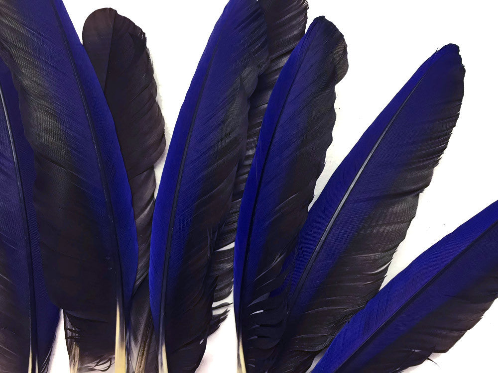 4 Pieces - Iridescent Blue Hyacinth Macaw Wing Feather -Rare-