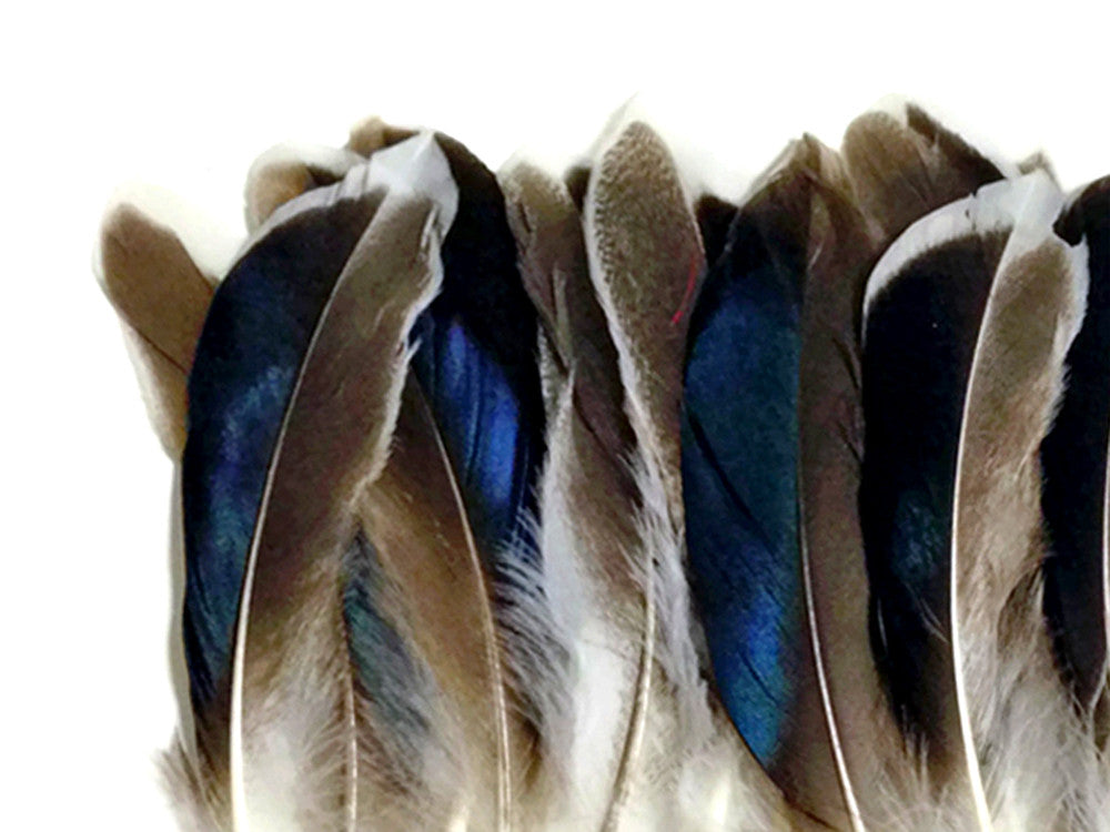 1/4 Lb. - Iridescent Blue Mix Mallard Duck Wing Wholesale Feathers (Bulk)