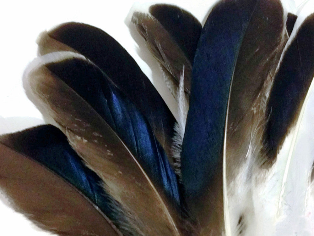 1 Pack - Iridescent Blue Mix Mallard Duck Wing Feathers 0.15 Oz.