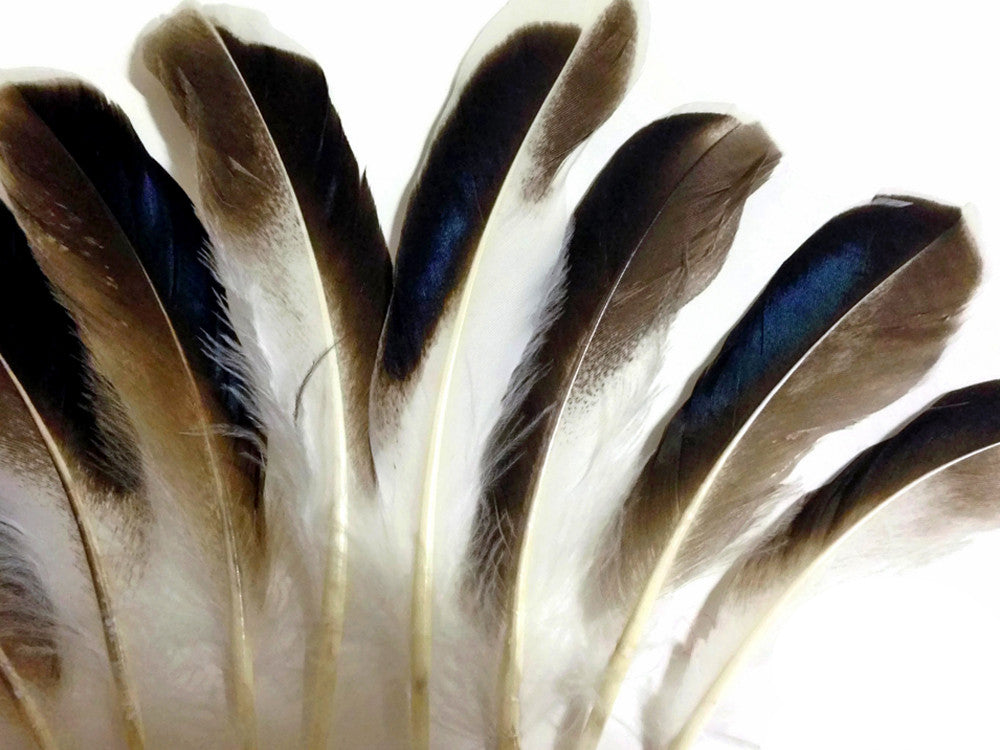 1 Pack - Iridescent Blue Mix Mallard Duck Wing Feathers 0.15 Oz.