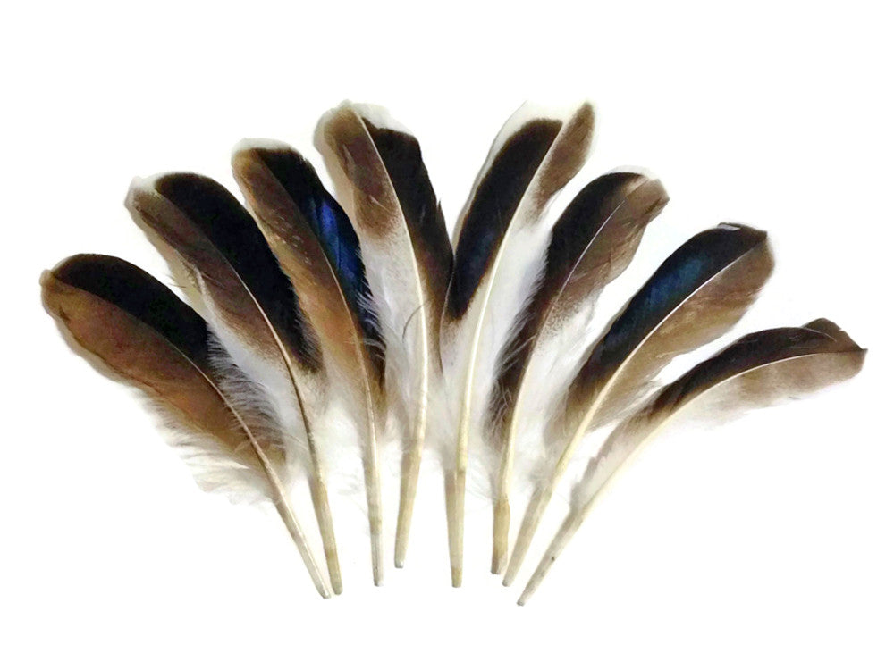 1 Pack - Iridescent Blue Mix Mallard Duck Wing Feathers 0.15 Oz.