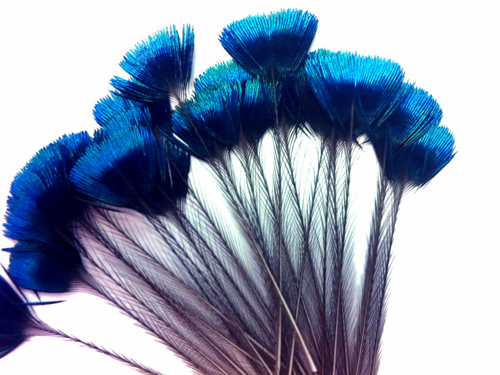 1 Bunch - Blue Iridescent Peacock Whole Crown / Corona Feather