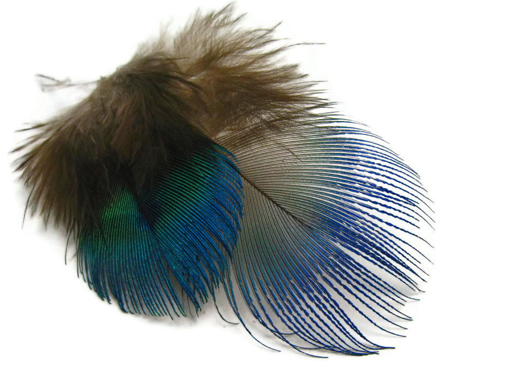 100 Pieces - Iridescent Blue Peacock Body Plumage Bulk ( Wholesale)