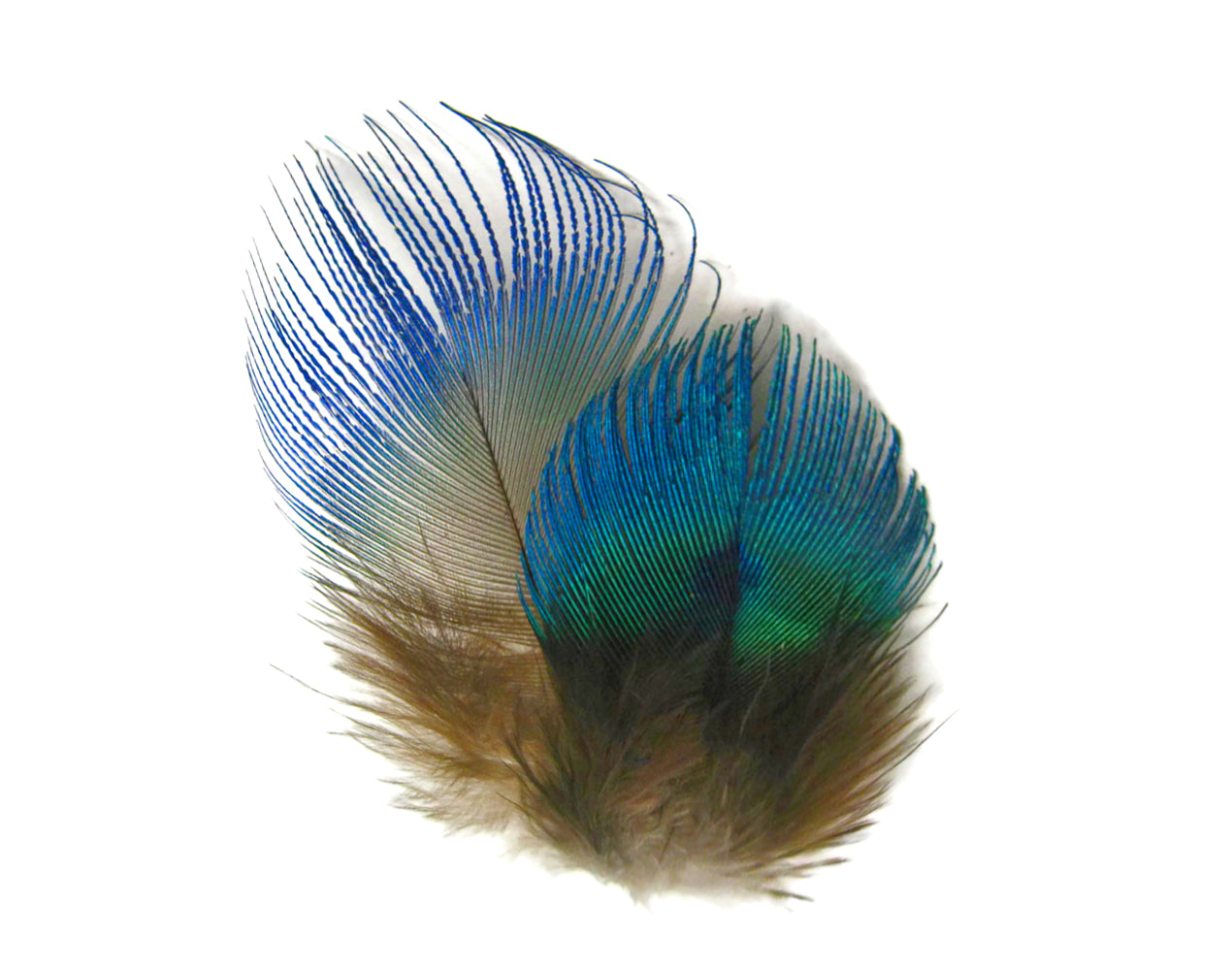 100 Pieces - Iridescent Blue Peacock Body Plumage Bulk ( Wholesale)