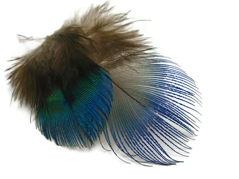 10 Pieces - Iridescent Blue Peacock Body Plumage Feathers