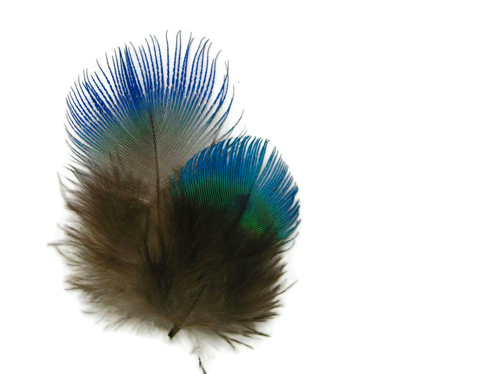 100 Pieces - Iridescent Blue Peacock Body Plumage Bulk ( Wholesale)