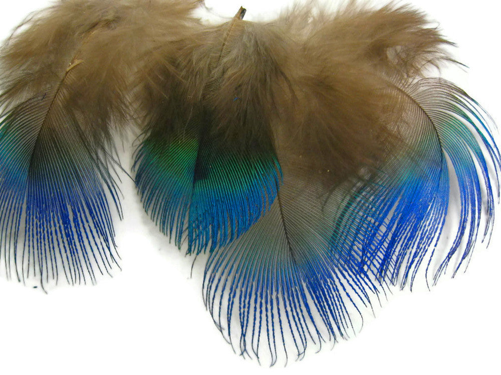 10 Pieces - Iridescent Blue Peacock Body Plumage Feathers