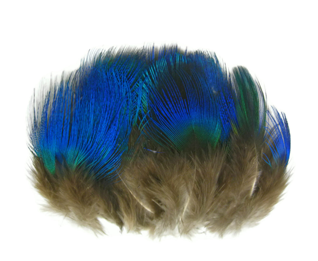 100 Pieces - Iridescent Blue Peacock Body Plumage Bulk ( Wholesale)