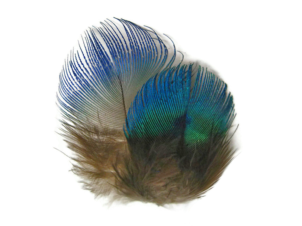 10 Pieces - Iridescent Blue Peacock Body Plumage Feathers