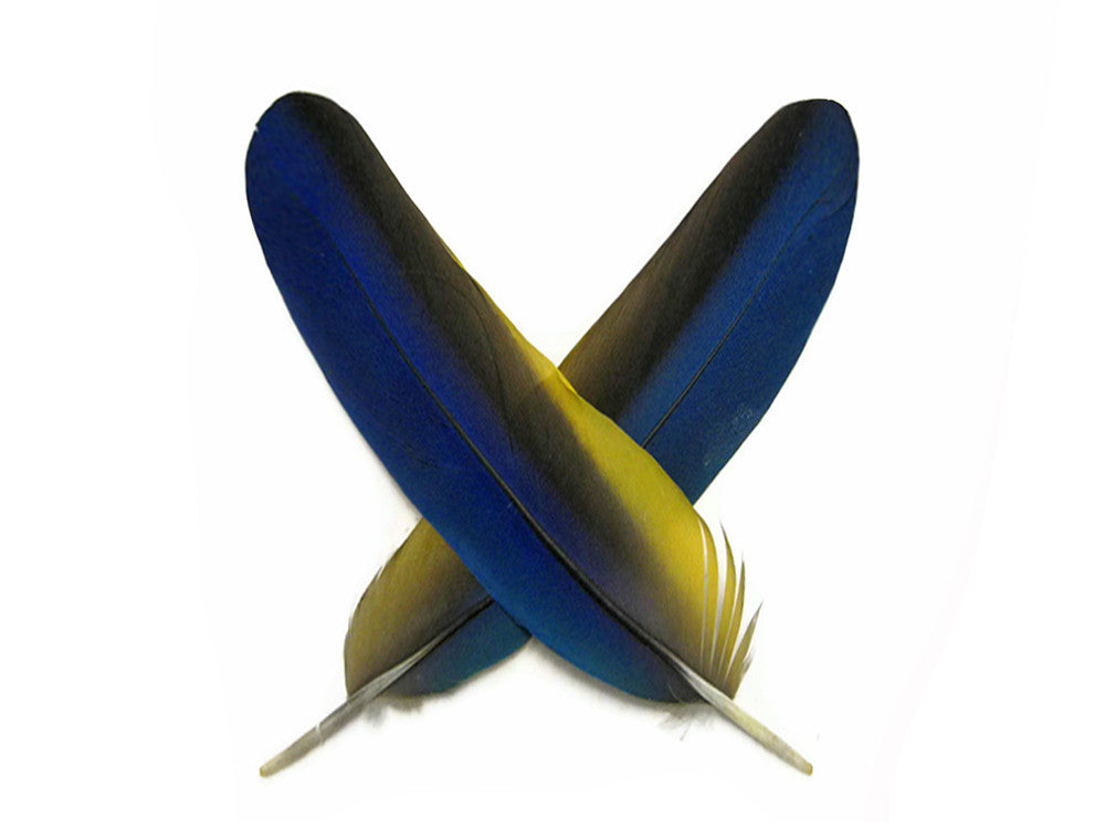 4 Pieces - Iridescent Blue and Yellow Catalina Macaw Wing Quill Feathers -Rare-