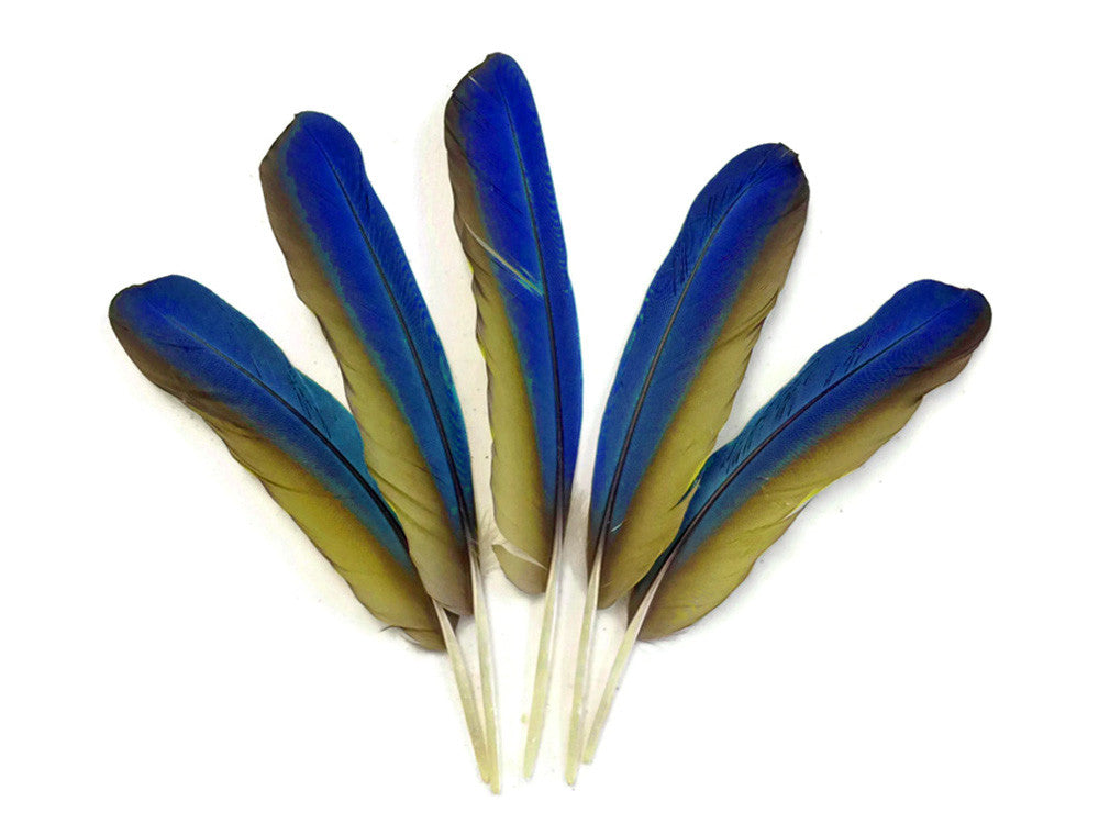 4 Pieces - Iridescent Blue and Yellow Catalina Macaw Wing Quill Feathers -Rare-