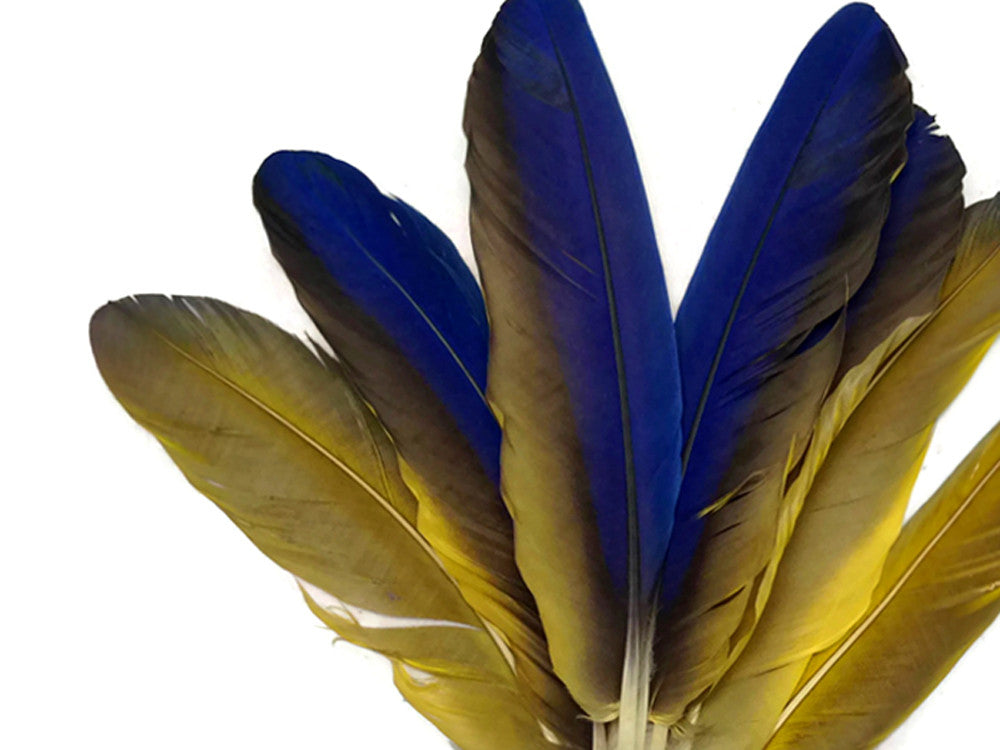 4 Pieces - Iridescent Blue and Yellow Catalina Macaw Wing Quill Feathers -Rare-