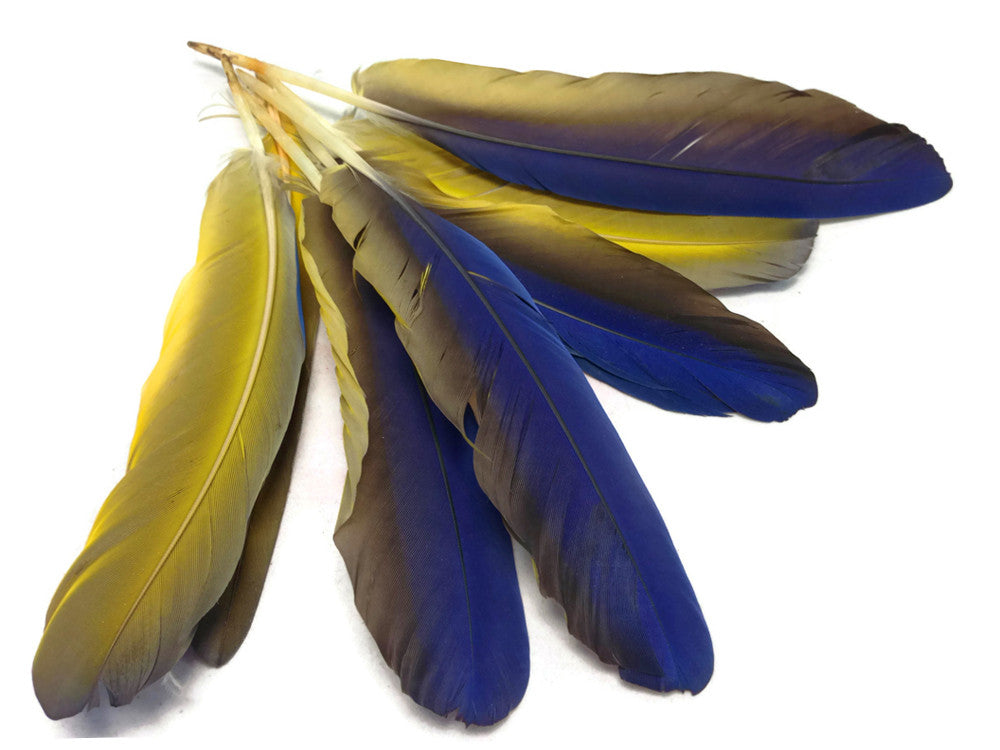 4 Pieces - Iridescent Blue and Yellow Catalina Macaw Wing Quill Feathers -Rare-