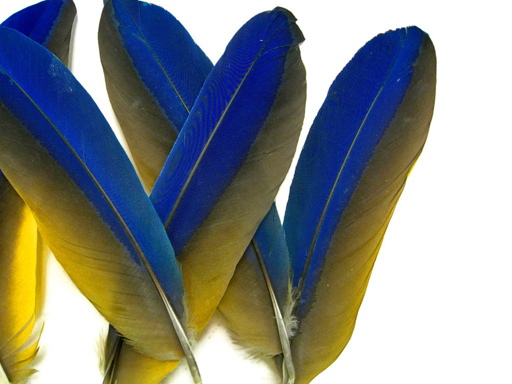 4 Pieces - Iridescent Blue and Yellow Catalina Macaw Wing Quill Feathers -Rare-