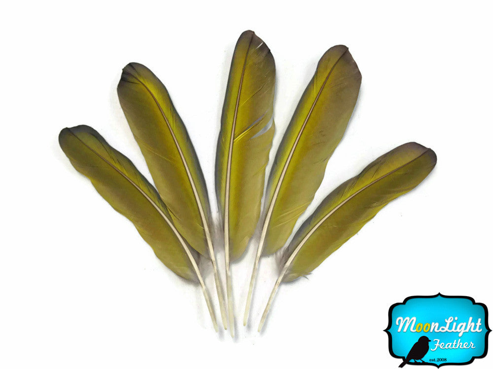 4 Pieces - Iridescent Green And Yellow Greenwing Macaw Feather -Rare-