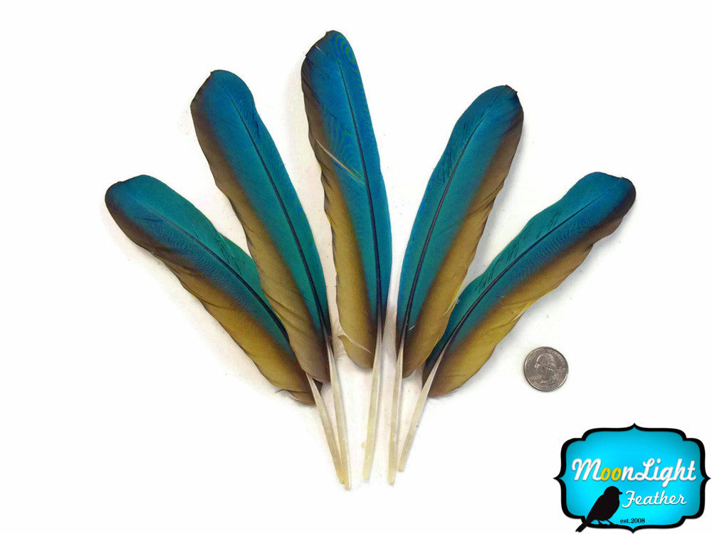 4 Pieces - Iridescent Green And Yellow Greenwing Macaw Feather -Rare-