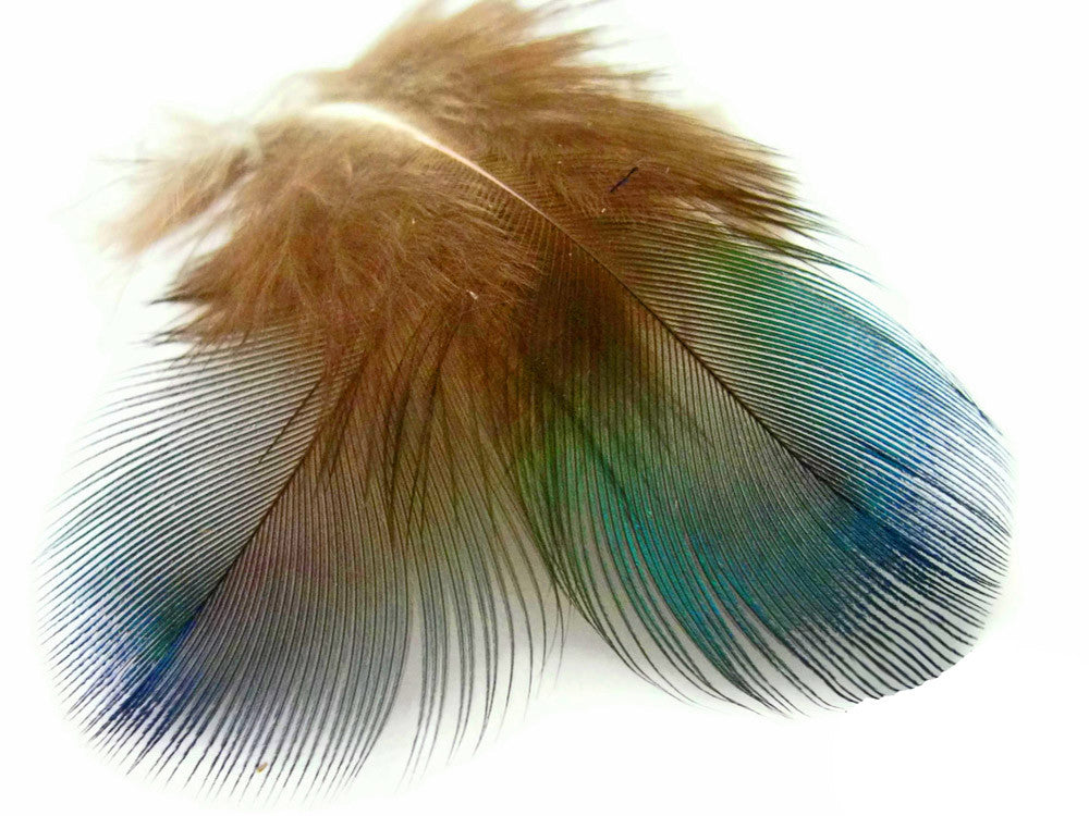 10 Pieces - Iridescent Green Peacock Plumage Loose Feathers