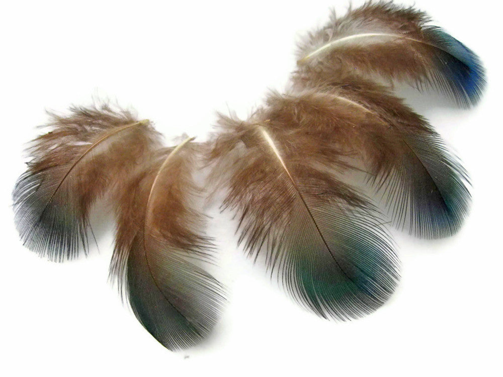 10 Pieces - Iridescent Green Peacock Plumage Loose Feathers