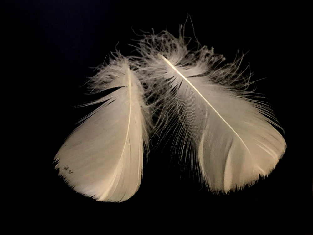 1 Pack - 2-3" Ivory Goose Coquille Loose Feathers - 0.35 Oz.